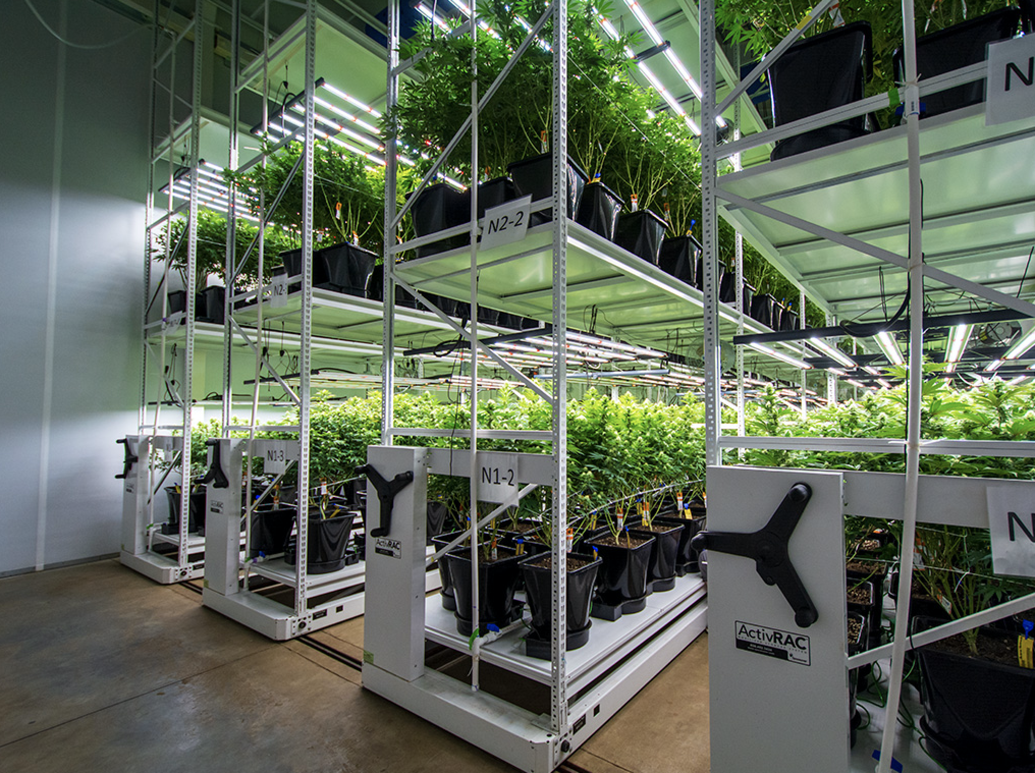 Cannabis Vertical Grow System Maximizing Your Space